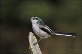 <p>MLYNAŘÍK DLOUHOOCASÝ (Aegithalos caudatus) Šluknovsko /Long-tailed-tit - Schwanzmeise/</p>